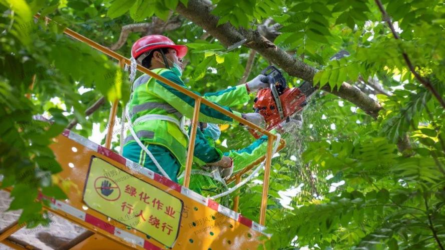 四平城市绿化带种植什么植物比较好