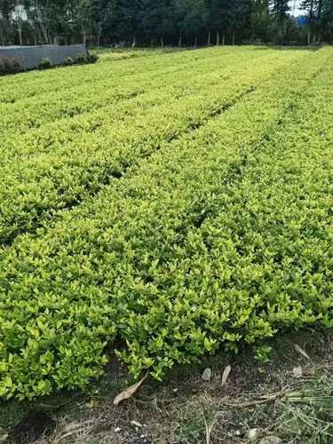 江山城市绿化的植物品种